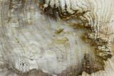 Polished Petrified Wood Slab - Oregon #106368-1